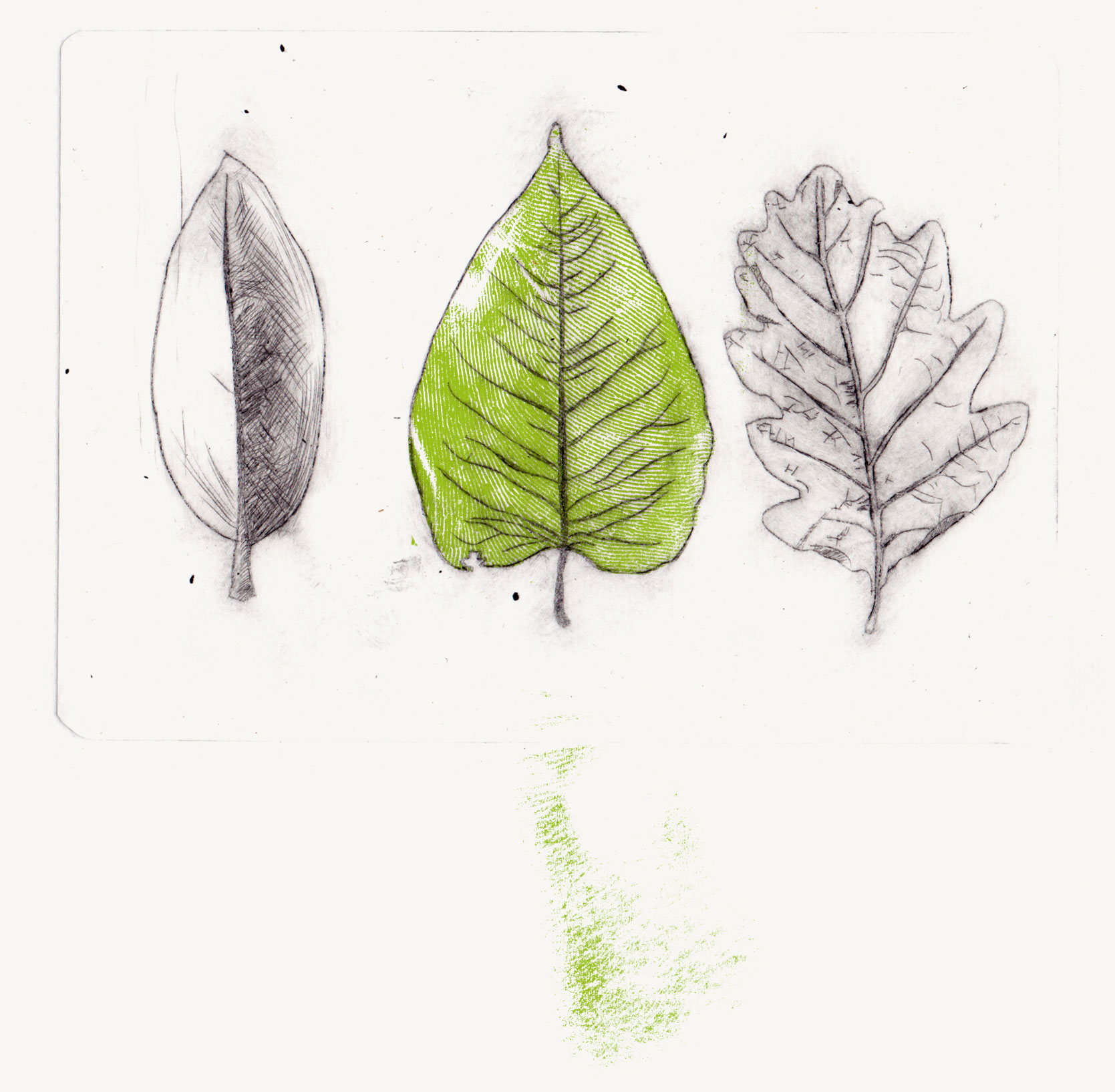 bgfeuilles